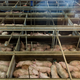 Illustration for article titled Take a Visual Tour of the World's Most Modern Slaughterhouse